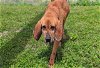 adoptable Dog in ocala, FL named NORRIS