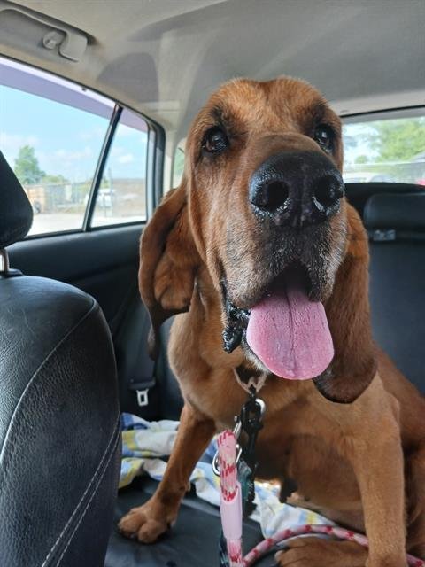 adoptable Dog in Ocala, FL named NORRIS
