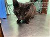 adoptable Cat in ocala, FL named BANDIT