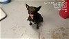 adoptable Dog in ocala, FL named CAYLEIGH