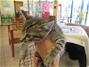 adoptable Cat in ocala, FL named BEETROOT