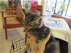 adoptable Cat in ocala, FL named ARTICHOKE