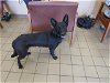 adoptable Dog in ocala, FL named MAPLE