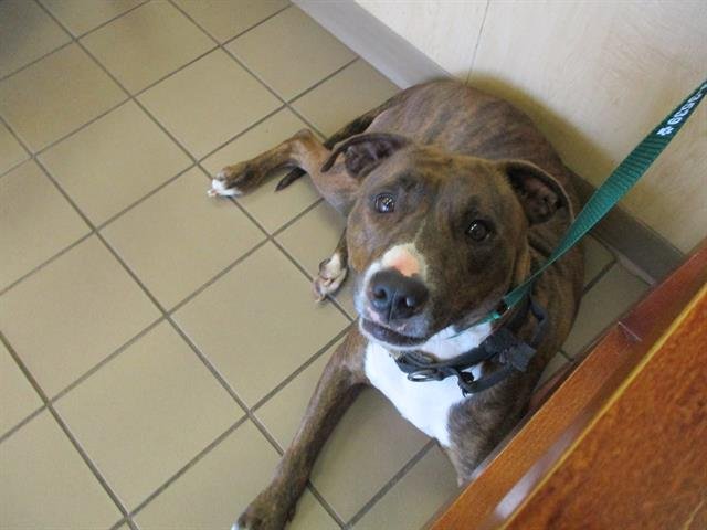 adoptable Dog in Ocala, FL named CEDAR