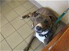 adoptable Dog in ocala, FL named CEDAR