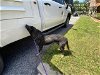 adoptable Dog in ocala, FL named A332266