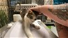 adoptable Cat in ocala, FL named LITTLE BIT