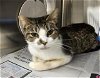 adoptable Cat in ocala, FL named BETH