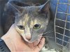 adoptable Cat in ocala, FL named MISTY