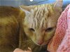 adoptable Cat in ocala, FL named RUSTY