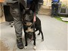 adoptable Dog in ocala, FL named SARA