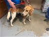 adoptable Dog in ocala, FL named TWIG