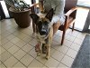 adoptable Dog in ocala, FL named NYLA