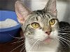 adoptable Cat in la, CA named AUSTIN