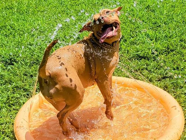 adoptable Dog in Ocala, FL named DAKOTA