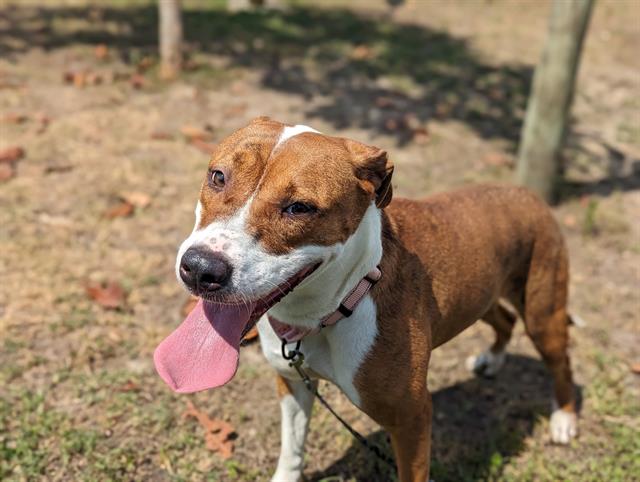 adoptable Dog in Ocala, FL named QUINN