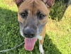 adoptable Dog in Ocala, FL named DARLA