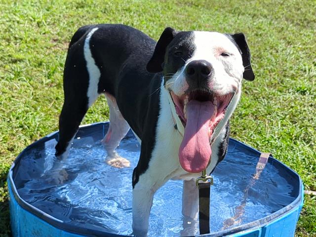 adoptable Dog in Ocala, FL named FARAMIR