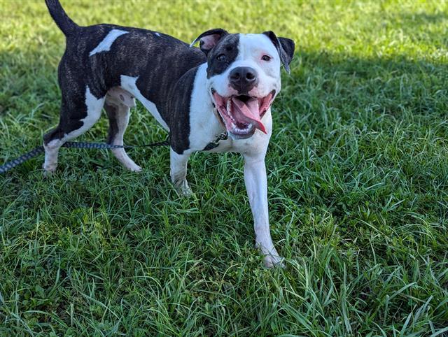 adoptable Dog in Ocala, FL named AXE