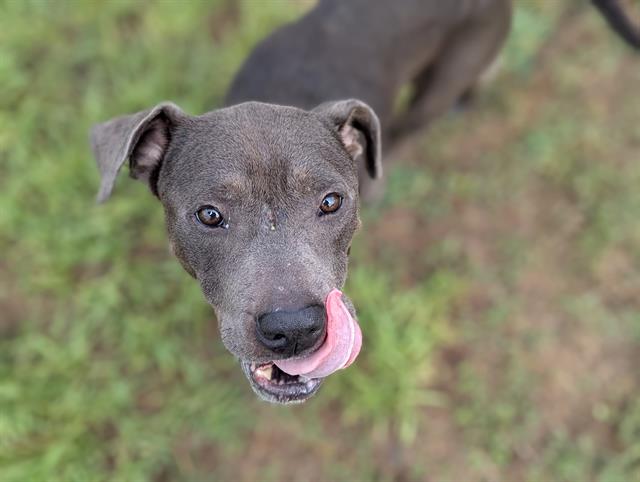 adoptable Dog in Ocala, FL named SHADE