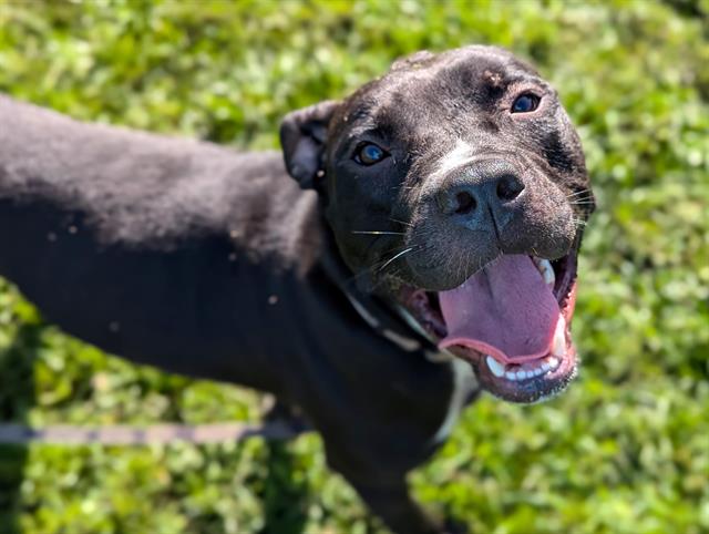 adoptable Dog in Ocala, FL named FLOKI