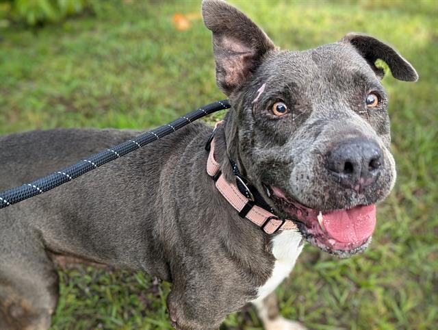 adoptable Dog in Ocala, FL named GRETAL