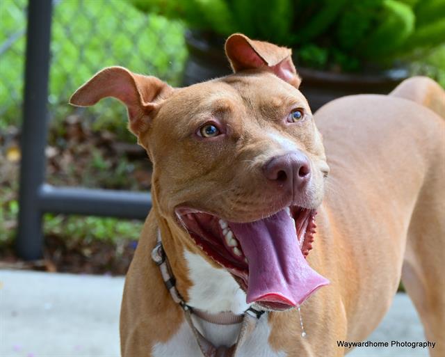 adoptable Dog in Ocala, FL named WOODY