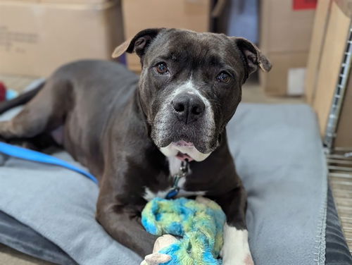 picture of the dog needing adoption