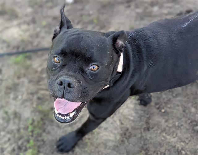 adoptable Dog in Ocala, FL named PUDDIN