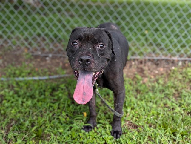 adoptable Dog in Ocala, FL named TIKI