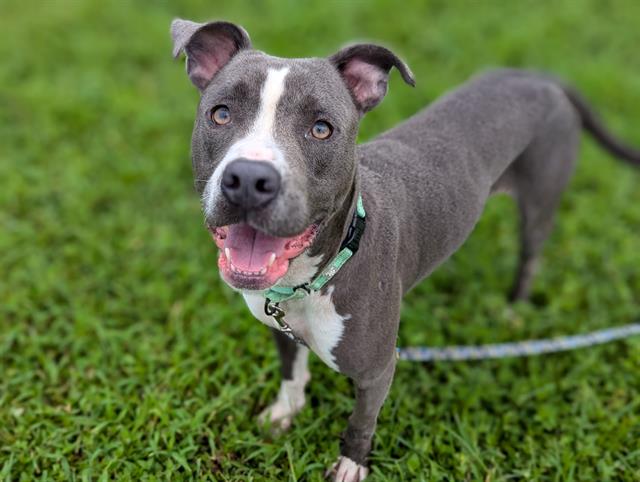 adoptable Dog in Ocala, FL named BLUE