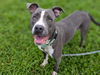 adoptable Dog in Ocala, FL named BLUE