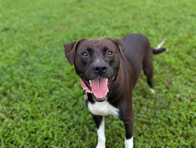 adoptable Dog in Ocala, FL named EMERALD