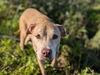 adoptable Dog in Ocala, FL named SAPPHIRE