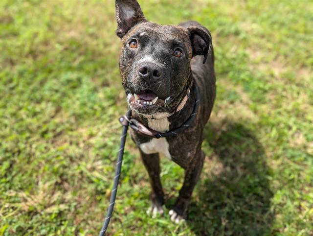 adoptable Dog in Ocala, FL named UMLI