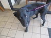 adoptable Dog in Ocala, FL named LICORICE