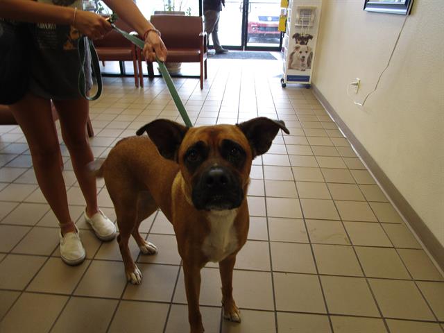 adoptable Dog in Ocala, FL named CINNABON