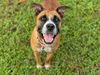 adoptable Dog in Ocala, FL named TEISY