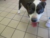 adoptable Dog in Ocala, FL named BREYER