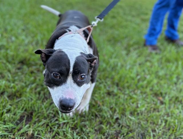 adoptable Dog in Ocala, FL named BREYER