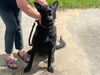 adoptable Dog in Ocala, FL named TALIA