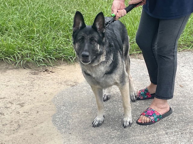 adoptable Dog in Ocala, FL named HALO