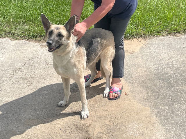 adoptable Dog in Ocala, FL named BARRON