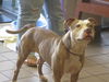 adoptable Dog in Ocala, FL named JOY