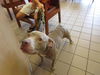 adoptable Dog in Ocala, FL named MARY