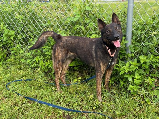 adoptable Dog in Ocala, FL named ASIAGO