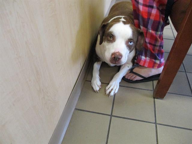 adoptable Dog in Ocala, FL named CHANCE