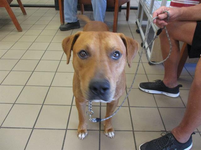 adoptable Dog in Ocala, FL named FERGUS