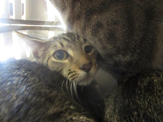 adoptable Cat in Ocala, FL named CASHEW