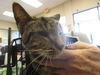 adoptable Cat in Ocala, FL named OAKLEY